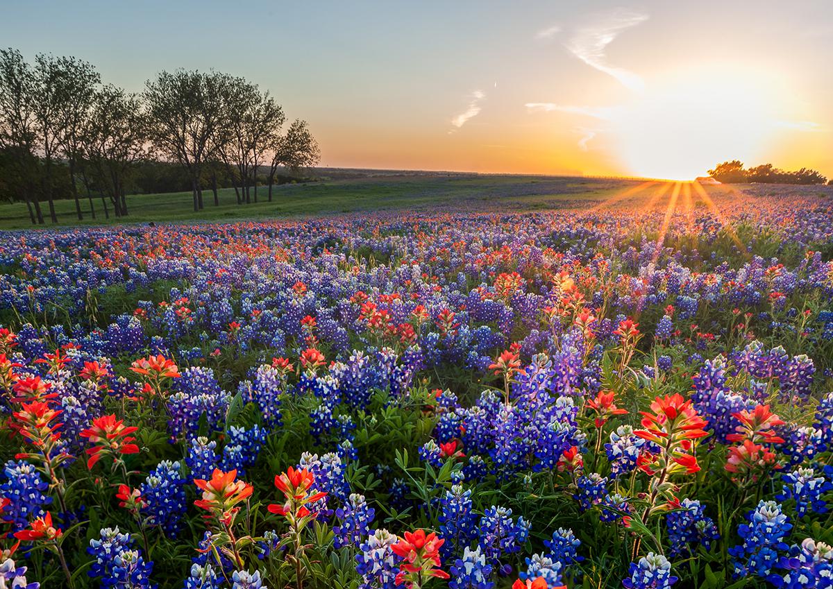 The Year Without Bluebonnets